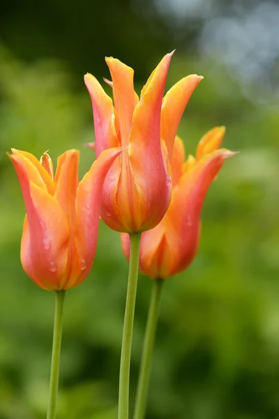 Tulips, Tulip — Stock Photo, Image