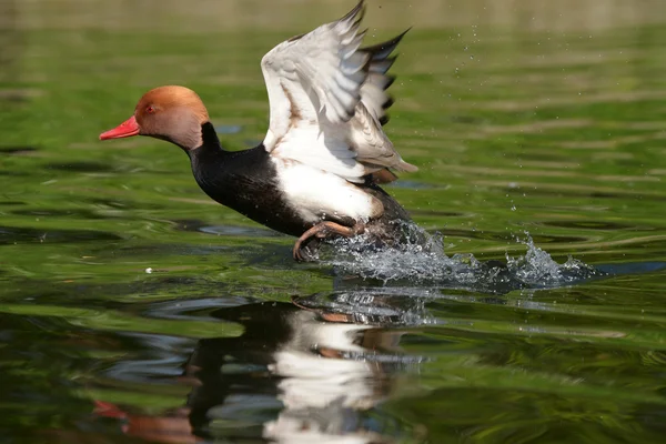 Pochard de crista vermelha, Netta rufina — Fotografia de Stock