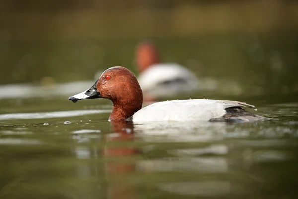 Pochard commun, Pochard, Aythya ferina — Photo