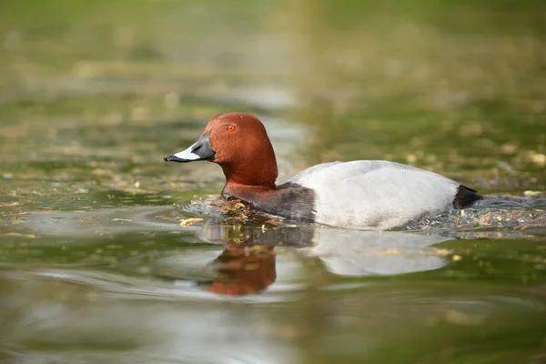 Společné Polák velký, Polák velký, aythya ferina — Stock fotografie