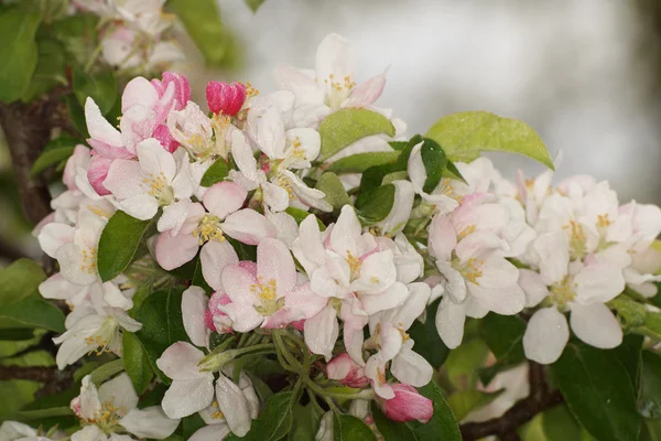 Flores de maçã — Fotografia de Stock