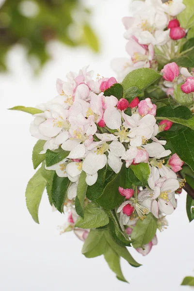 Flores de maçã — Fotografia de Stock