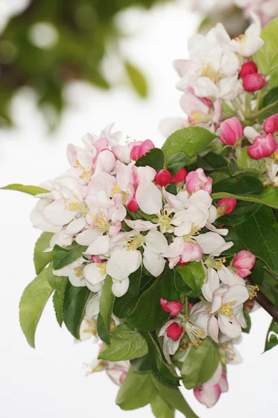 Flores de maçã — Fotografia de Stock