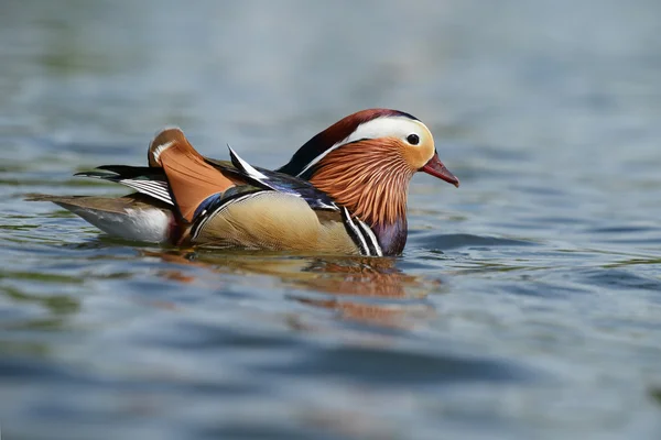 Canard mandarin, Mandarin, Aix galericulata — Photo