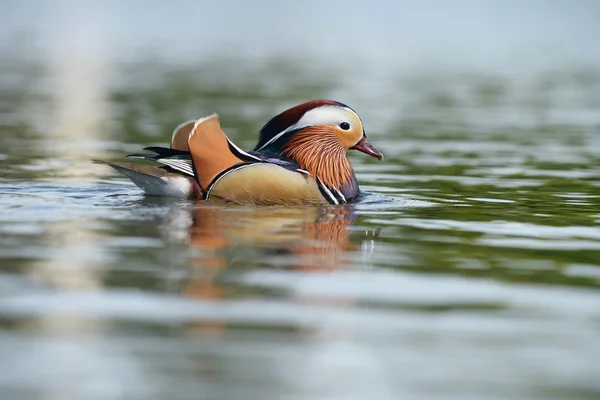 Mandarino anatra, mandarino, Aix galericulata — Foto Stock