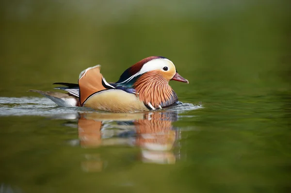 Mandarino anatra, mandarino, Aix galericulata — Foto Stock