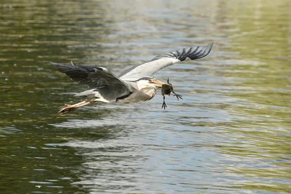 Grey Heron with a stolen nestling of Coot. — Stock Photo, Image