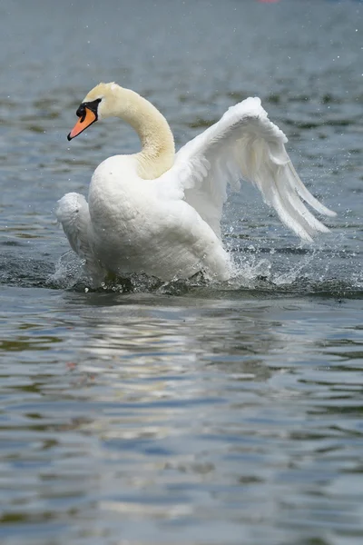 Stumsvan, cygnus olor — Stockfoto