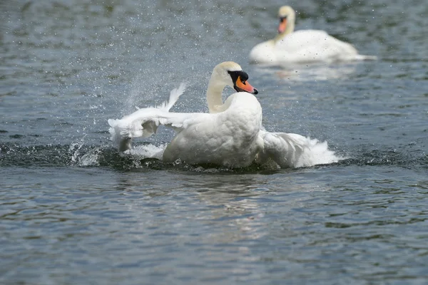 Mute Swan, Cygnus olor — Stock Photo, Image