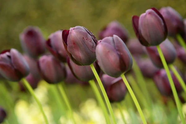 Tulpaner, Tulip — Stockfoto