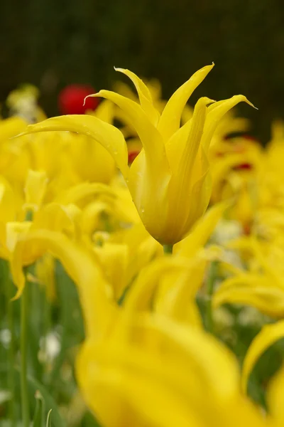 Tulpaner, Tulip — Stockfoto