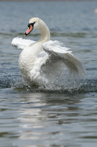 Cisne mudo, cygnus olor — Fotografia de Stock
