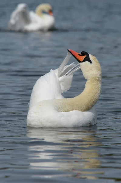 Mute Swan, Cygnus olor — Stock Photo, Image