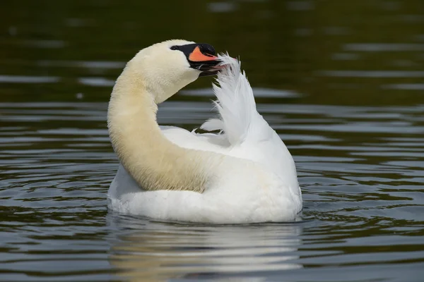 Mute Swan, Cygnus olor — Stock Photo, Image