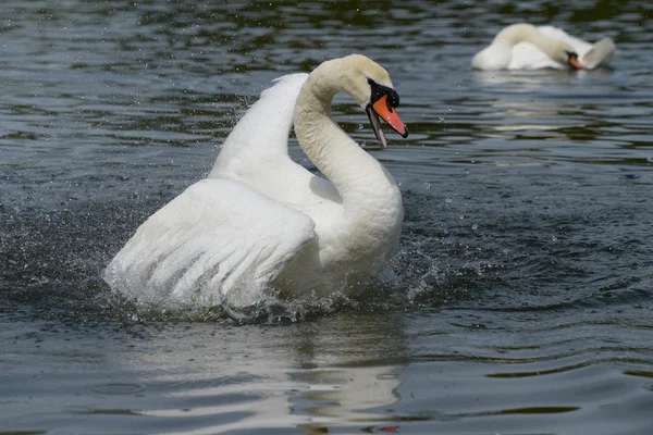 Mute Swan, Cygnus olor — Stock Photo, Image