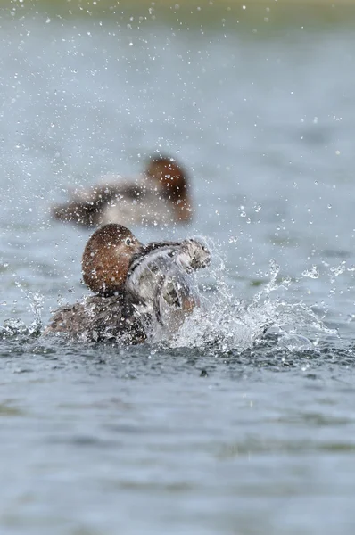 Common Pochard, Pochard, Aythya ferina — Stock Photo, Image