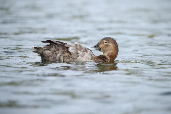 일반적인 pochard pochard, aythya ferina — 스톡 사진