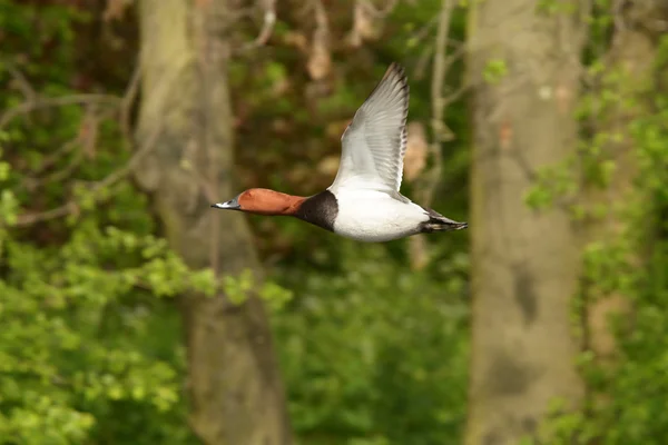 Pochard común, Pochard, Aythya ferina — Foto de Stock