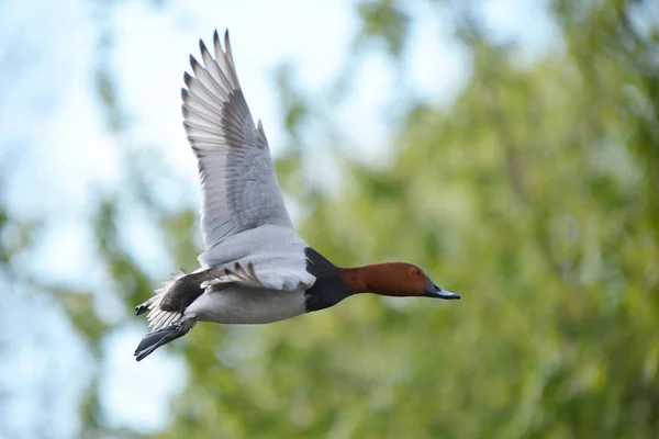 Κοινή pochard, pochard, aythya ferina — Φωτογραφία Αρχείου