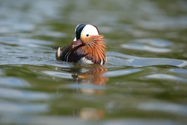 Mandarino anatra, mandarino, Aix galericulata — Foto Stock