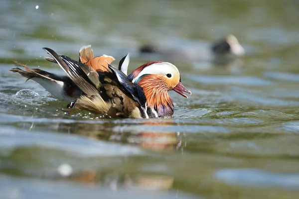 Mandarino anatra, mandarino, Aix galericulata — Foto Stock