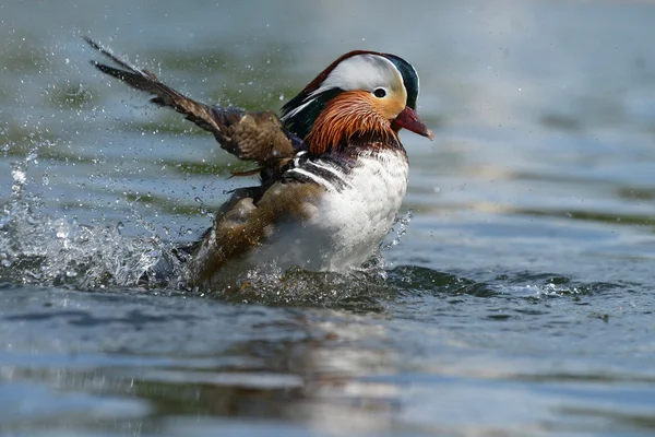 Mandarinand, mandarin, aix galericulata — Stockfoto