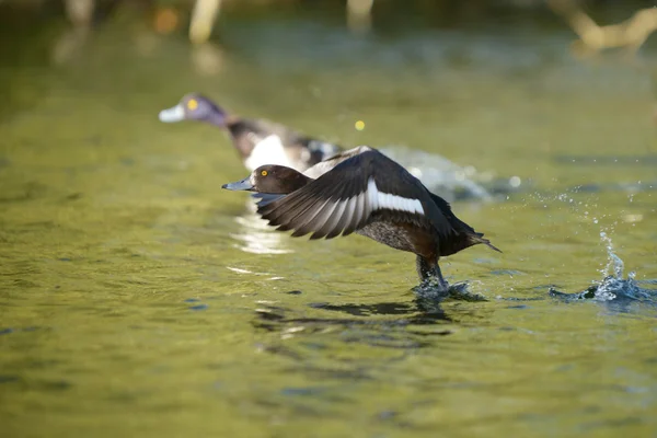 Büschelente, Aythya fuligula — Stockfoto