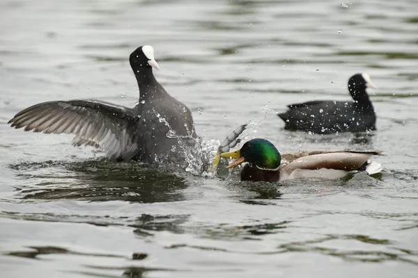 Mallard vs. Coot — Stock Photo, Image