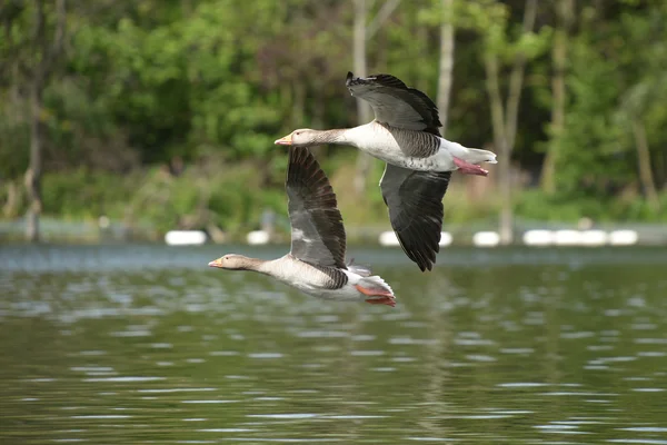 Greylag Goose, Anser anser — Stock Photo, Image