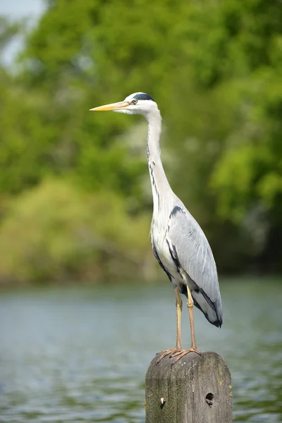 Gri balıkçıl, Ardea cinerea — Stok fotoğraf