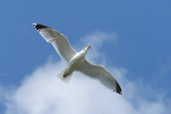 European Herring Gull — Stock Photo, Image