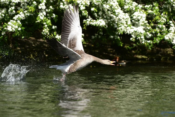 Greylag gâscă, Anser anser — Fotografie, imagine de stoc