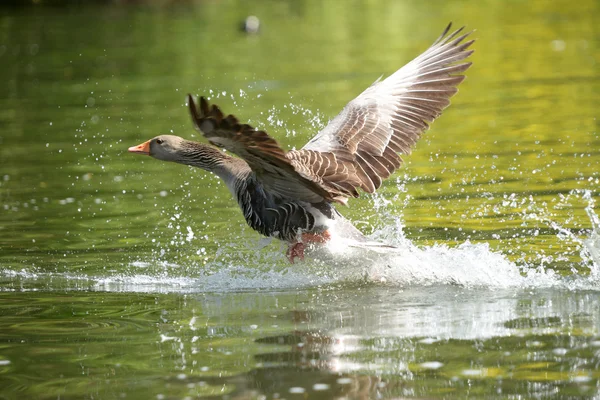 Greylag Goose, Anser anser — Stock Photo, Image