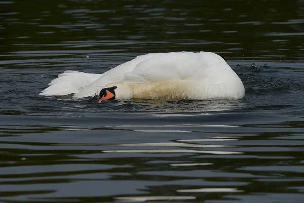 Mute Swan, cygnus color — стоковое фото
