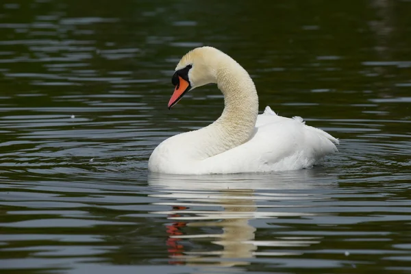 Höckerschwan, Cygnus olor — Stockfoto