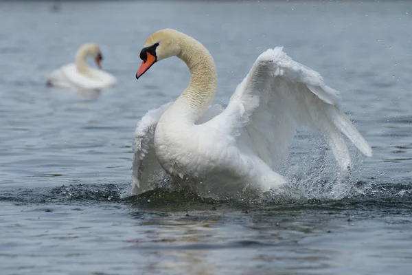 Stumsvan, cygnus olor — Stockfoto