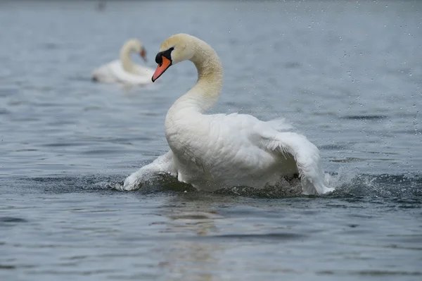 Mute Swan, cygnus color — стоковое фото