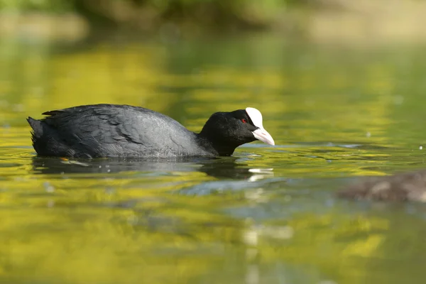 ユーラシアの coot、オオバン、アフリカマイマイ atra — ストック写真