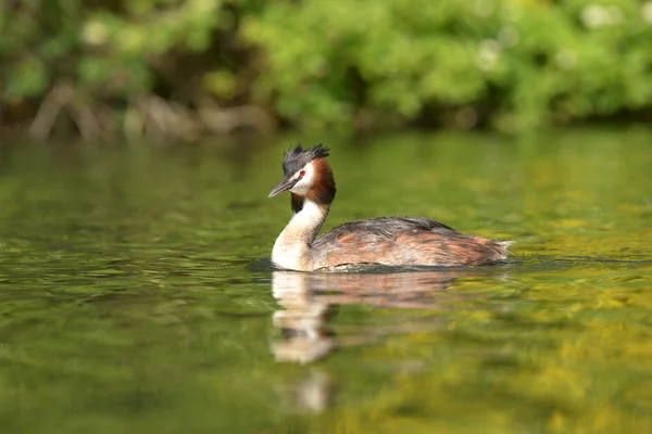 Grande grebe de crista, Podiceps cristatus — Fotografia de Stock