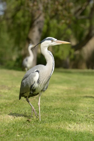 Gri balıkçıl, Ardea cinerea — Stok fotoğraf