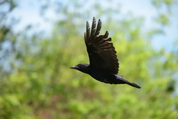 Corbeau charognard, Corvus corone — Photo