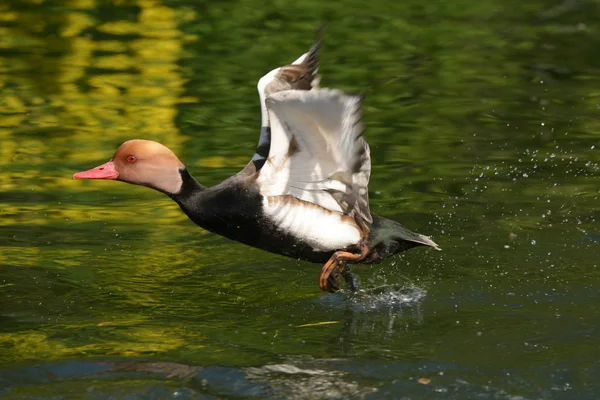 Rotschopfpochard — Stockfoto