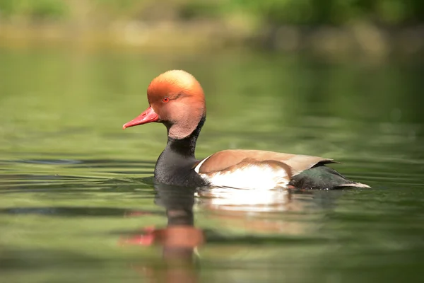 红冠Pochard, Netta rufina — 图库照片