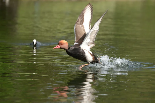 Rotschopfpochard — Stockfoto