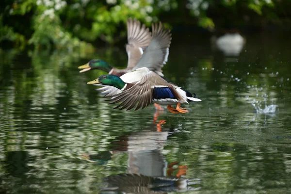 Mallard - άνδρες — Φωτογραφία Αρχείου