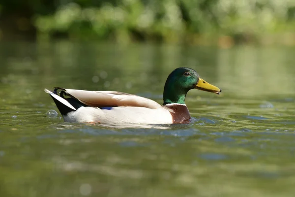 Gräsand - hane — Stockfoto