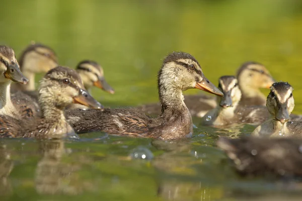 Mallard - ninhadas — Fotografia de Stock