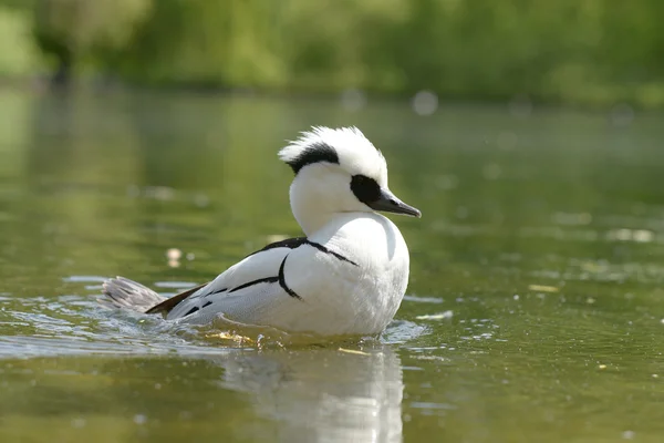 Schimpanse, Mergellus albellus — Stockfoto