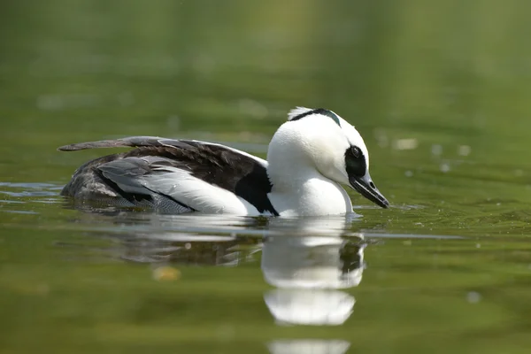 Salskrake, mergellus albellus — Stockfoto