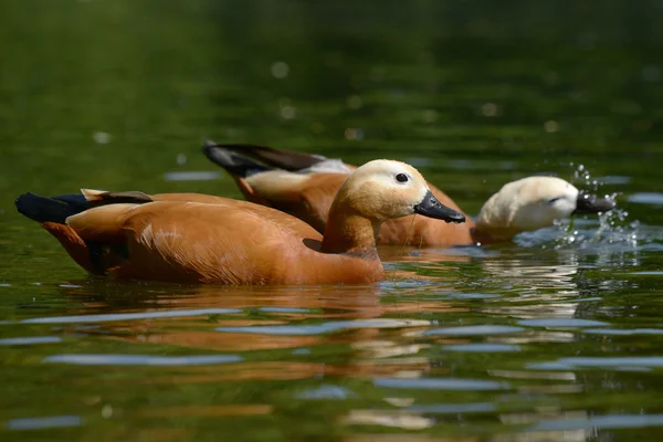 Ruddy Shelduck, Tadorna ferruginea — Stock Photo, Image